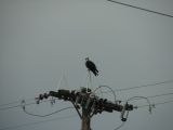 Osprey preening